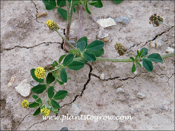 These plants were growing in the hard dry clay of a rough graded yard.